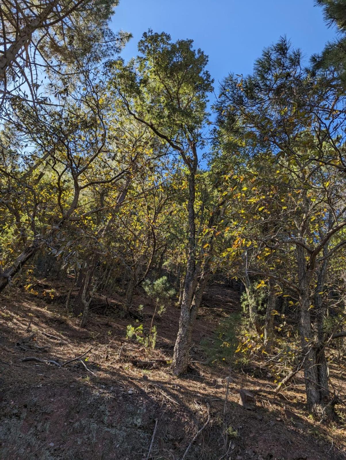 Casa Rural El Forn D'Alcudia De Veo Pension Buitenkant foto